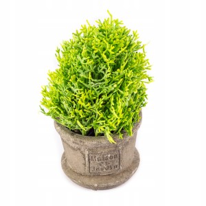 OZDOBNA ROŚLINA W DONICZCE MINI KRZAK 17CM