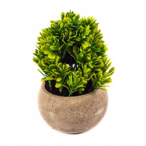 OZDOBNA ROŚLINA W DONICZCE mini krzaczek 16CM