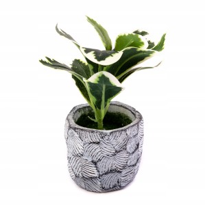 PEPEROMIA KWIAT W DONICZCE 18CM RÓŻNE KOLORY
