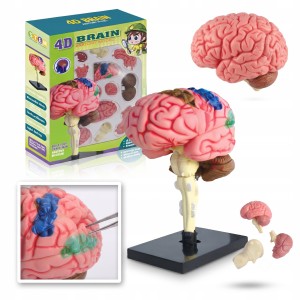 MÓZG MODEL ANATOMICZNY LUDZKIEGO MÓZGU 4D 32 CZĘŚCI DO SKŁADANIA BIOLOGIA